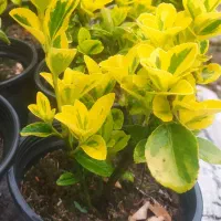 نهال شمشاد طلایی