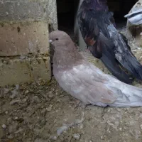 کبوترزیباوکمیاب|پرنده|ابهر, |دیوار