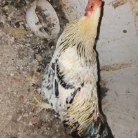 خروس محلی دورگ