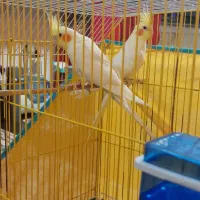 ی جفت عروس پاریس بالغ