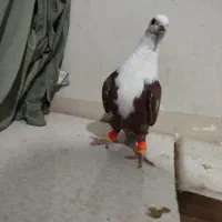 کلاغ سرخ|پرنده|نیشابور, شهرک بسیج|دیوار