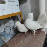 دم چتری کاکلی