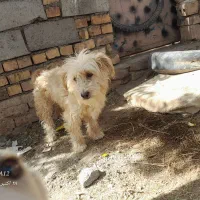 پاپی پشمالو|سگ|تربتحیدریه, پائین ولایت|دیوار
