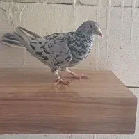 سرور درگ|پرنده|مبارکه, |دیوار