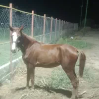 کره  حمدانی سمری  درجه یک