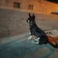 گمشده سگ گرگی|حیوانات|تربت جام, بیست متری منبع آب|دیوار