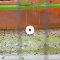 قناری گلاستر