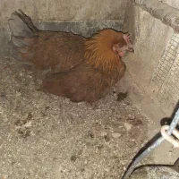 مرغ کرچ