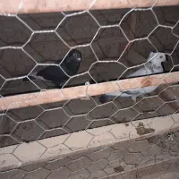 جفت سار موشی