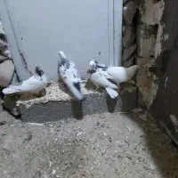 کبوتر|پرنده|بیجار, |دیوار