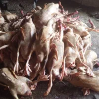 اوردگ محلی|حیوانات مزرعه|اسالم, |دیوار