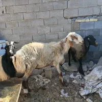 کاوه غوچ|حیوانات مزرعه|سورنا, |دیوار