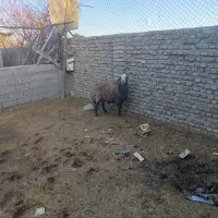 فروش یک راس قوچ هترو  برای بذر