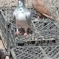 شهری گلدار|پرنده|شیراز, شهدای شهرک سعدی|دیوار