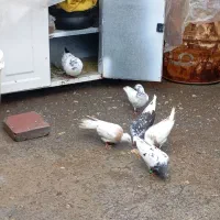 کبوتر|پرنده|مریوان, |دیوار