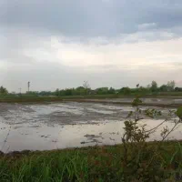 زمین کشاورزی تسطیح نشده مناسب باغ کیوی