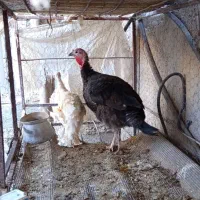 بوقلمون|حیوانات مزرعه|خاش, |دیوار