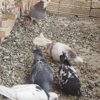 گرفتنی در کراب پرشی