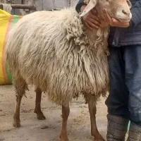 کوچ مغانی|حیوانات مزرعه|مشگین شهر, |دیوار