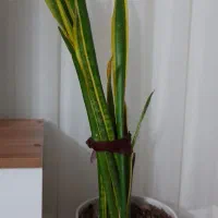 گل سانسوریا با گلدان