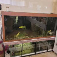 آکواریوم خیلی بزرگ طول ۲متر و شیشه 10میل