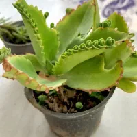 کاکتوس اشک تمساح