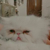 ۲ عدد گربه پرشین ماده|گربه|کرمان, |دیوار