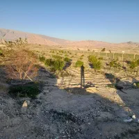 باغ۱۰۰۰ متری ۵۰۰ تمن|فروش دفتر صنعتی، کشاورزی، تجاری|دوگنبدان, |دیوار