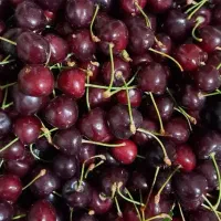 باغچه در فشند