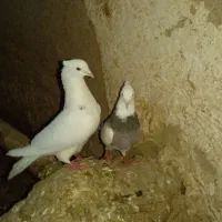 کفتر|پرنده|تویسرکان, |دیوار