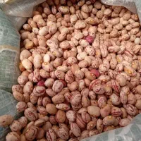 لوبیا چتی
