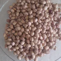 لوبیا چیتی|خوردنی و آشامیدنی|مرودشت, فرهنگ|دیوار