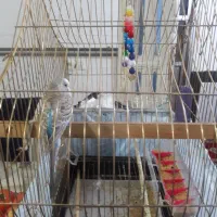 مرغ عشق ماده به همراه قفس