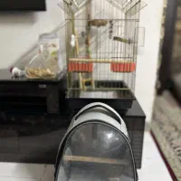 قفس پرنده|لوازم جانبی حیوانات|هشتگرد, فاز ۱ مهستان|دیوار