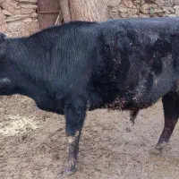 گوساله گوشتی نر