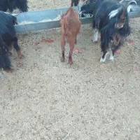 کهره برای فروش|حیوانات مزرعه|زرین دشت (فارس), |دیوار