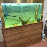 آکواریوم و دیسکس