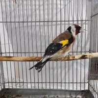 سهره خال حلب لپ دودی