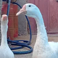 غاز|حیوانات مزرعه|زابل, |دیوار