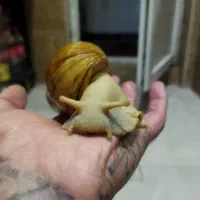 واگذاری رایگان حلزون آچیتا حلزون تراپی