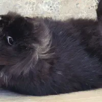 خرگوش لوپ ماده دو ساله