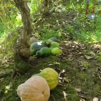 خوراک دام کدم ارگانیک