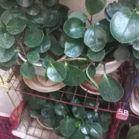 گل طبیعی|گل و گیاه طبیعی|صدرا-فارس, فاز ۲|دیوار