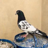 نر رامپوری پاکستانی