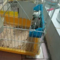 طوطی برزیلی فنج