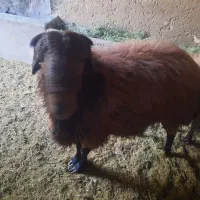 گوسفند نره چاق|حیوانات مزرعه|کاشان, دشت لتحر|دیوار