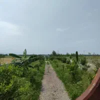 باغ-کیوی-5-هزار-متر-با-چاه-اب-سند-تک-برگ