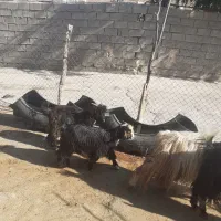 بیگ نرماده  بهده بز چاق|حیوانات مزرعه|ایذه, |دیوار