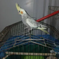 عروس هلندی|پرنده|تهران, آهنگ|دیوار