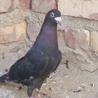 کفترا خوب سرپا